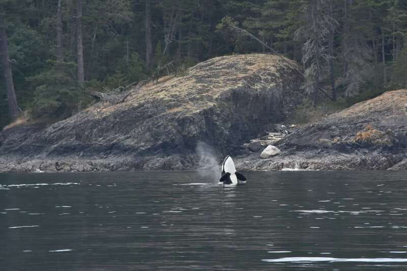 Vancouver: Covered Whale Watching Adventure with Free Photos - The scenery beyond the whales