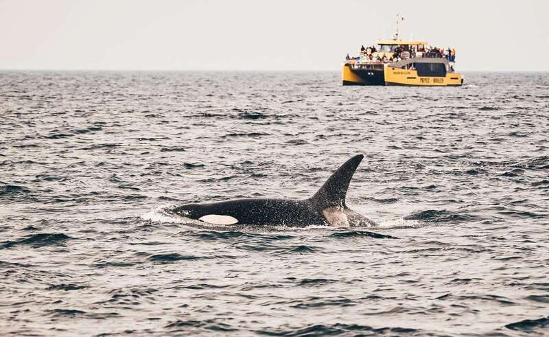 Vancouver: Covered Whale Watching Adventure with Free Photos - What the boat setup means for your day