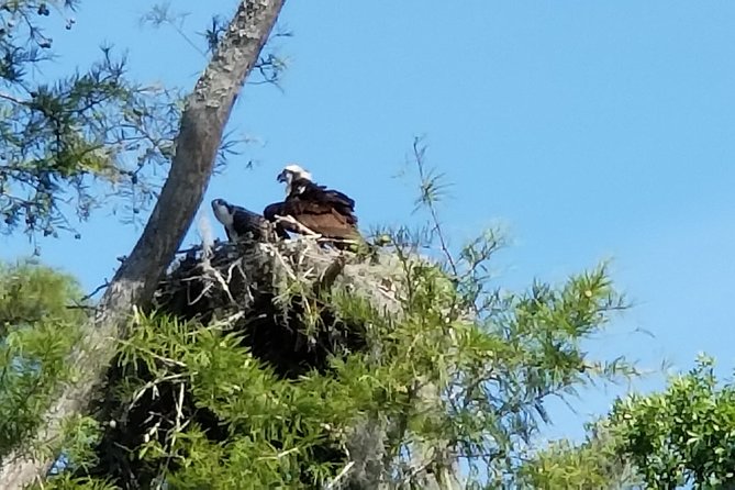 Waccamaw River Nature and Wildlife Tour - Key points to know before you book
