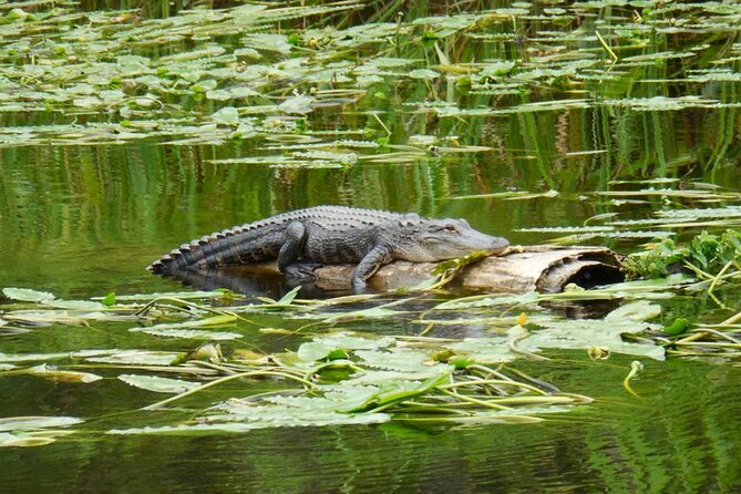 Waccamaw River Nature and Wildlife Tour - Why leave Myrtle Beach for the Waccamaw River?