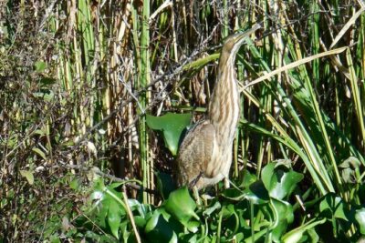 Waccamaw River Nature and Wildlife Tour