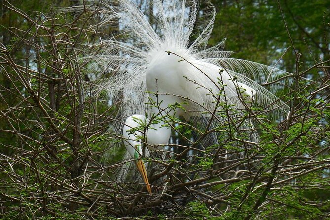 Waccamaw River Nature and Wildlife Tour - Who will enjoy this river tour most?