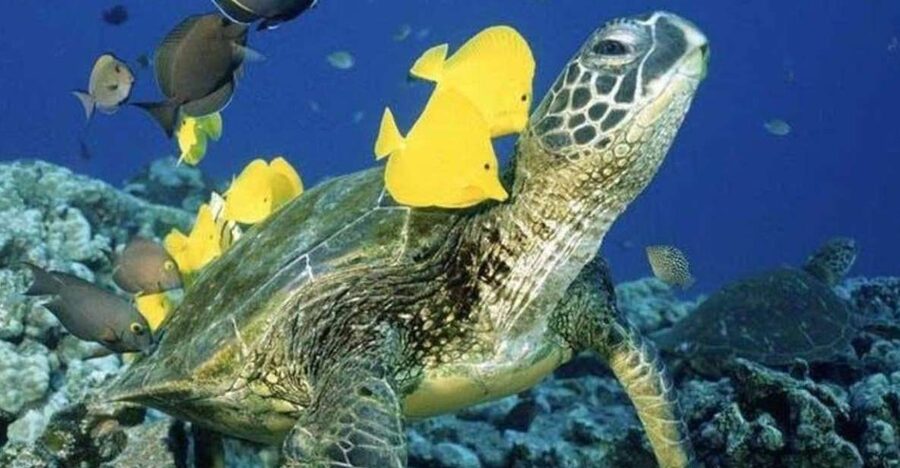 Waikiki Beach: Turtle Snorkeling and Sailing on Hāwea - Why Turtle Canyon Makes This Waikiki Trip Worth Considering