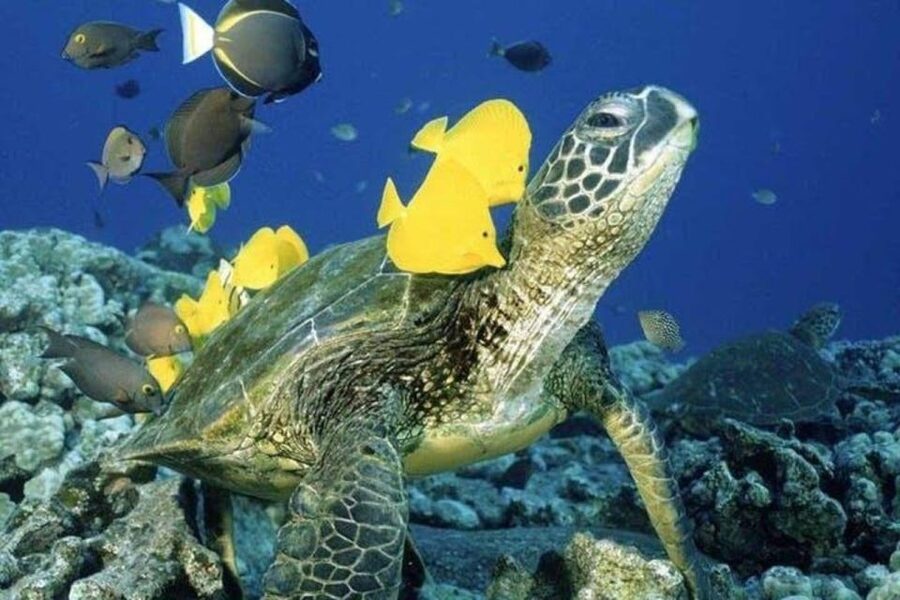 Waikiki Beach: Turtle Snorkeling and Sailing on Hāwea - Hāwea, a Hand-Built Catamaran With Room to Relax