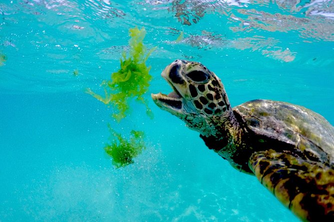 Waikiki Catamaran Snorkel Sail with Lunch: Turtles Guaranteed - Is $134.95 a fair price?