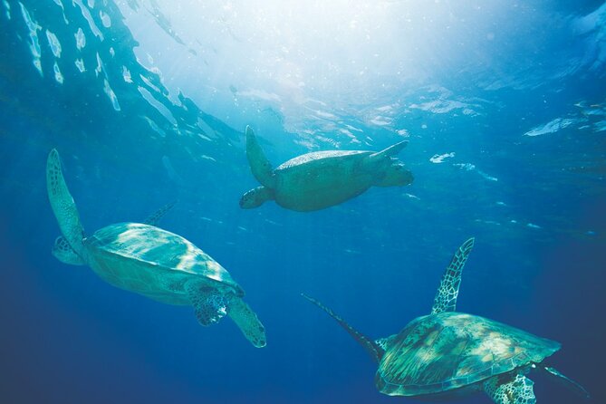 Waikiki Catamaran Snorkel Sail with Lunch: Turtles Guaranteed - FAQ