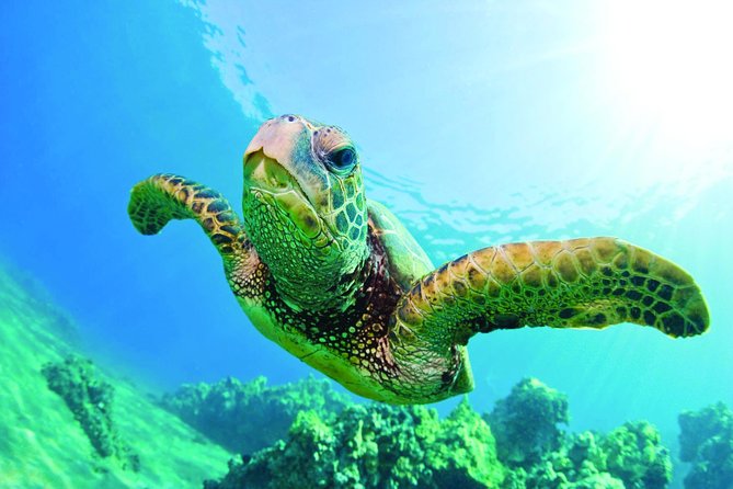 Waikiki Catamaran Snorkel Sail with Lunch: Turtles Guaranteed - The Honu Lani ride past Waikiki and Diamond Head