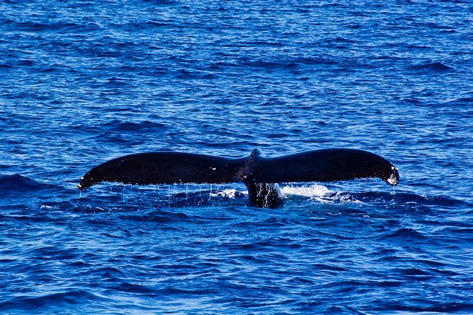 Waikiki Deluxe Catamaran Whale Watch - What the crew adds to the outing