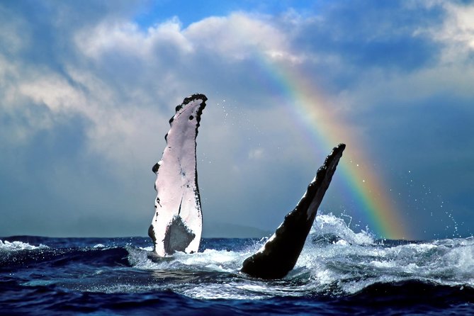 Waikiki Deluxe Catamaran Whale Watch - The conditional whale guarantee