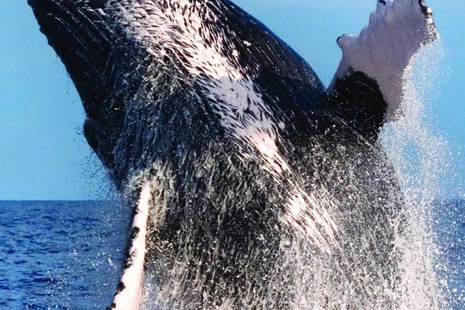 Waikiki Deluxe Catamaran Whale Watch - Timing, group size, and overall value at $89
