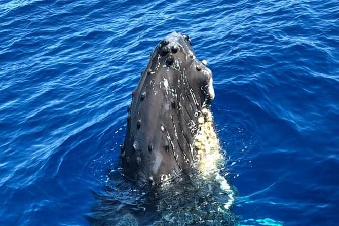 Waikiki Deluxe Catamaran Whale Watch - Who should book this Waikiki whale watch