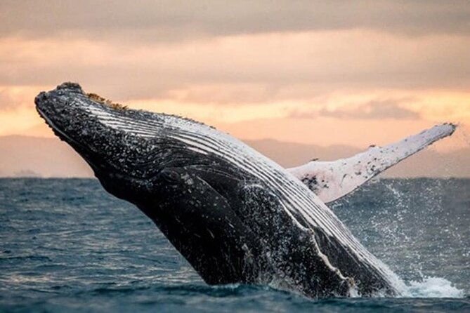 Waikiki Glass Bottom Boat Cruise - Sea turtles, spinner dolphins, and seasonal whales