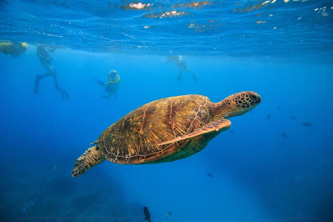 Waikiki, Hawaii: Turtle Canyon Snorkel Excursion - Key points to know before you book