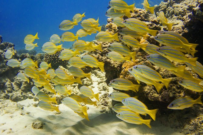 Waikiki, Hawaii: Turtle Canyon Snorkel Excursion - What the two-hour schedule really gives you