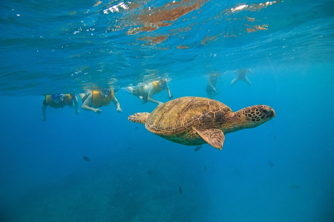 Waikiki, Hawaii: Turtle Canyon Snorkel Excursion - Is $79.21 a fair price?