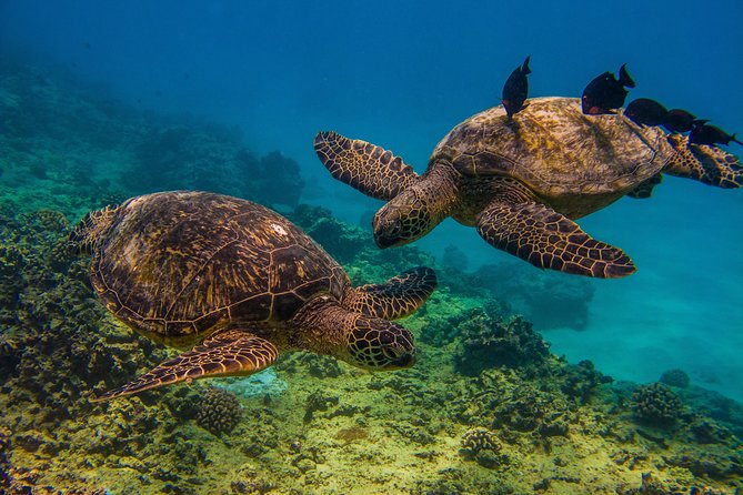 Waikiki, Hawaii: Turtle Canyon Snorkel Excursion - The boat ride toward Waikiki Beach and Diamond Head