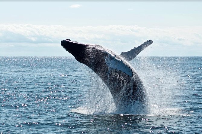 Waikiki, Oahu 2-Hour Whale Watching: Guaranteed Sightings - Who will enjoy this Oahu whale watch most