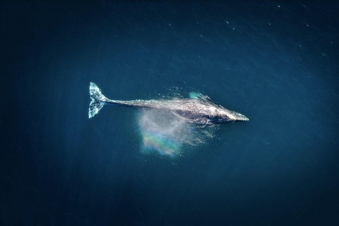 Waikiki, Oahu 2-Hour Whale Watching: Guaranteed Sightings - Is Pink Sails Waikiki worth $45.31?