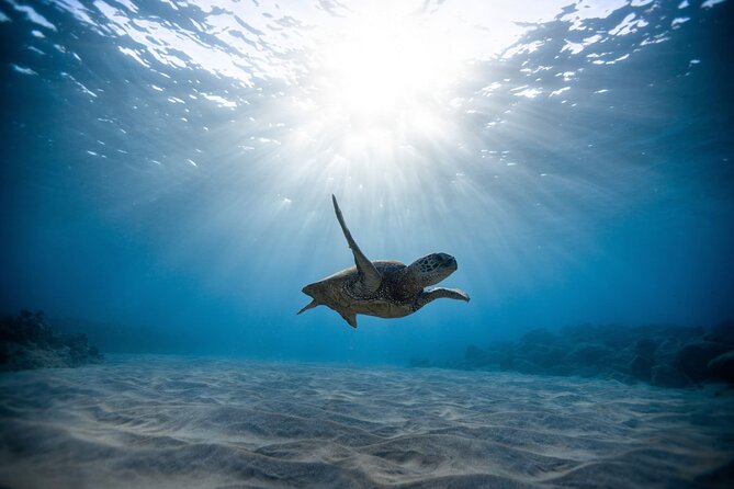 Waikiki: Turtle Canyon Snorkel - From Pink Sails Waikiki to the open water