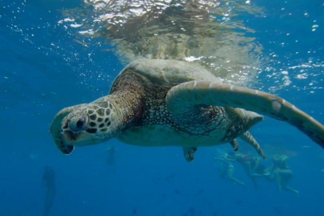 Waikiki: Turtle Canyon Snorkel - How crowded can the snorkeling area get?