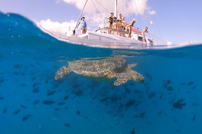 Waikiki: Turtle Canyon Snorkel - What to bring and how to prepare