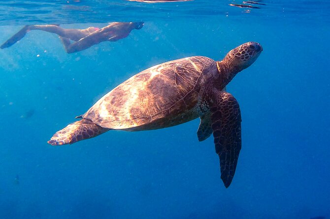 Waikiki Turtle Canyon Snorkel: Turtles Guaranteed - Why Turtle Canyon is the draw