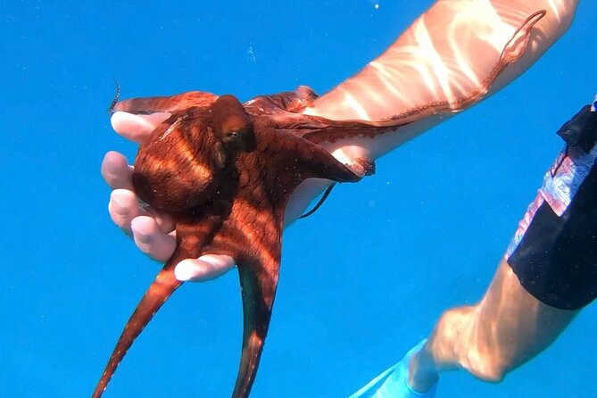 Waikiki Turtle Canyon Snorkel: Turtles Guaranteed - Water conditions, seasickness, and comfort