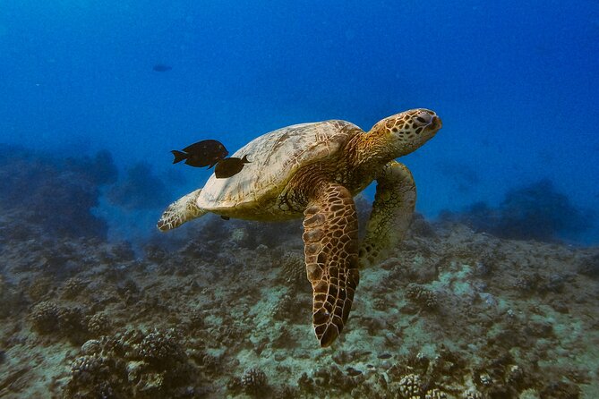 Waikiki Turtle Canyon Snorkel: Turtles Guaranteed - What the $81.40 price gets you