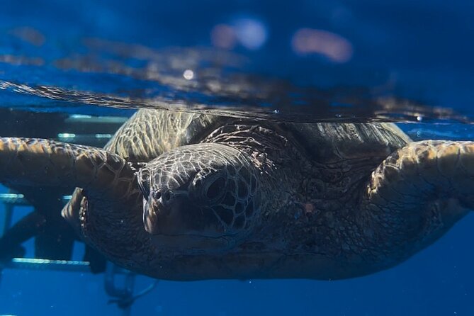 Waikiki Turtle Canyon Snorkel: Turtles Guaranteed - Who will enjoy this most