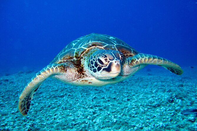 Waikiki: Turtle Canyon Snorkel - Turtle Canyon gives you a real open-ocean swim
