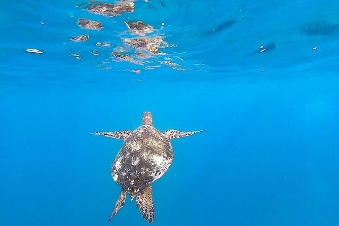 Waikiki Turtle Snorkel and Sail on Hawea Catamaran - Who should book this experience