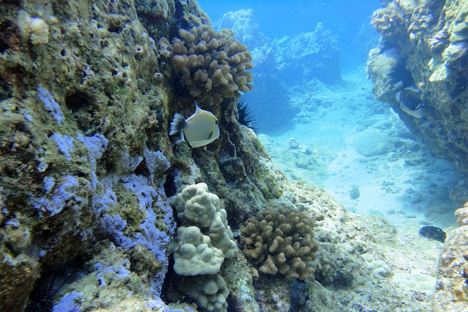 West Maui Snorkeling Experience by Boat from Ka'anapali - Leaving Kaanapali Beach at 9:00 a.m.