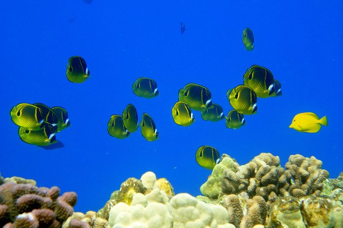 West Maui Snorkeling Experience by Boat from Ka'anapali - Who will enjoy this most?