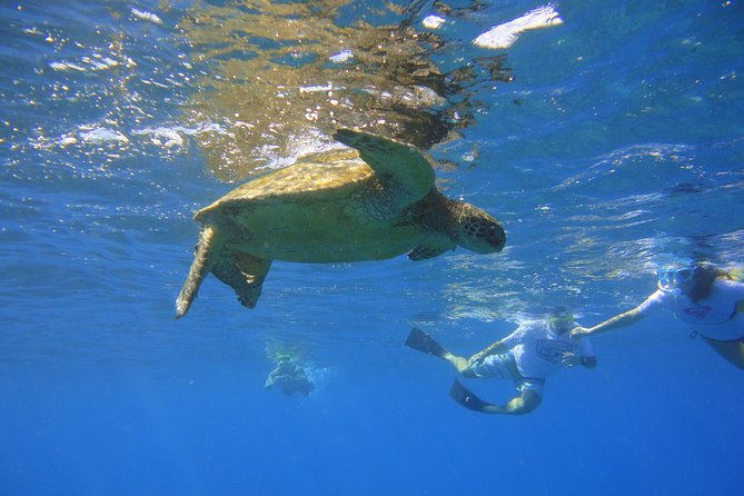 West Maui Snorkeling Experience by Boat from Ka'anapali - Honolua Bay and the first reef stop