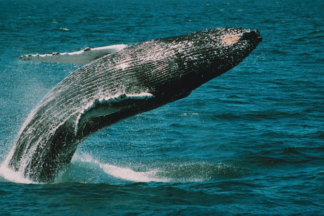 Whale and Dolphin Watching Cruise from Cape May - Setting sail from Miss Chris Marina