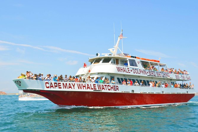 Whale and Dolphin Watching Cruise from Cape May - What the three-hour route is really like