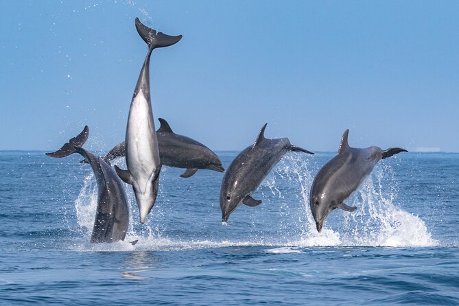 Whale-Watching Cruise from Newport Beach - How the wildlife search works