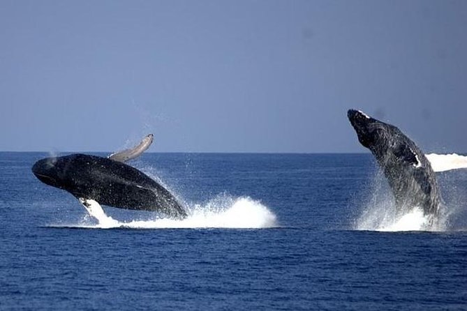 Whale-Watching Cruise from Newport Beach - The regular boat versus the luxury option