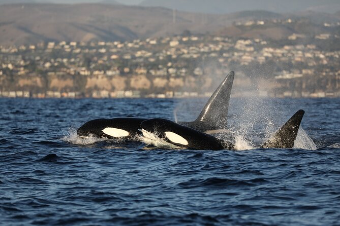 Whale-Watching Cruise from Newport Beach - Staying comfortable for two hours and 15 minutes