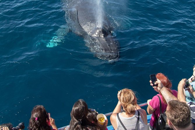 Whale-Watching Cruise from Newport Beach - Timing, parking, and the Newport setting