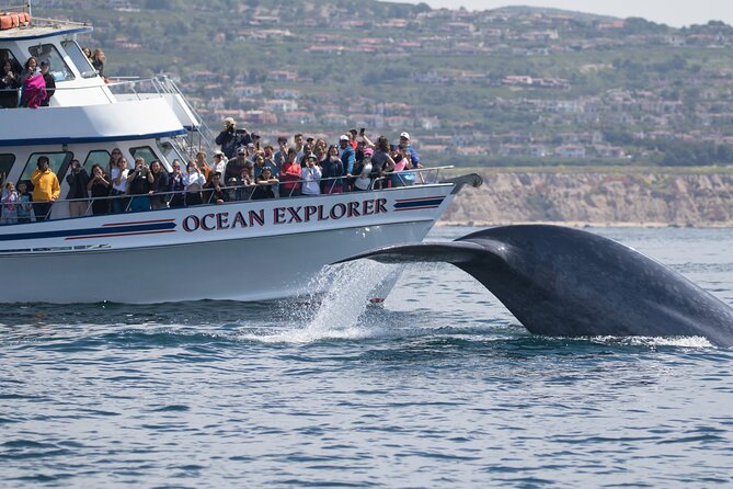 Whale-Watching Cruise from Newport Beach - Who gets the best value from this cruise