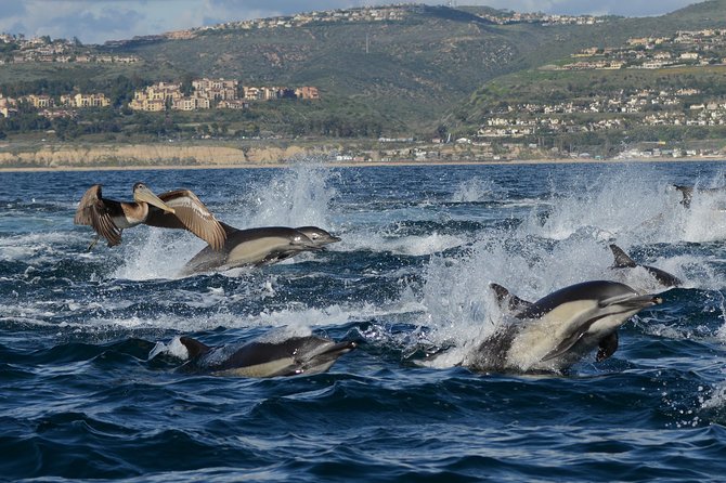 Whale-Watching Cruise from Newport Beach - Should you book the Newport Beach whale cruise?