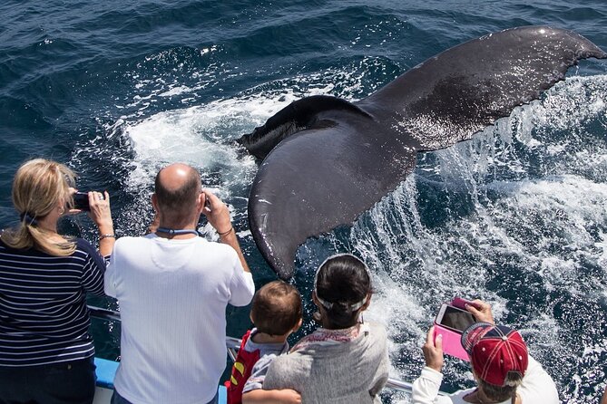 Whale-Watching Cruise from Newport Beach - What the coastal route actually includes