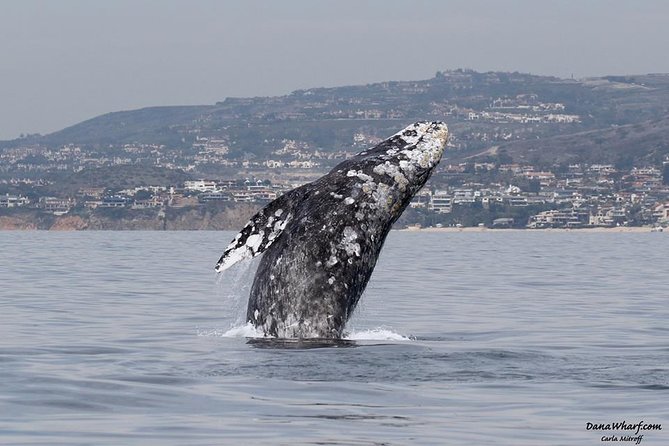 Whale Watching Excursion in Dana Point - Key points to know before booking