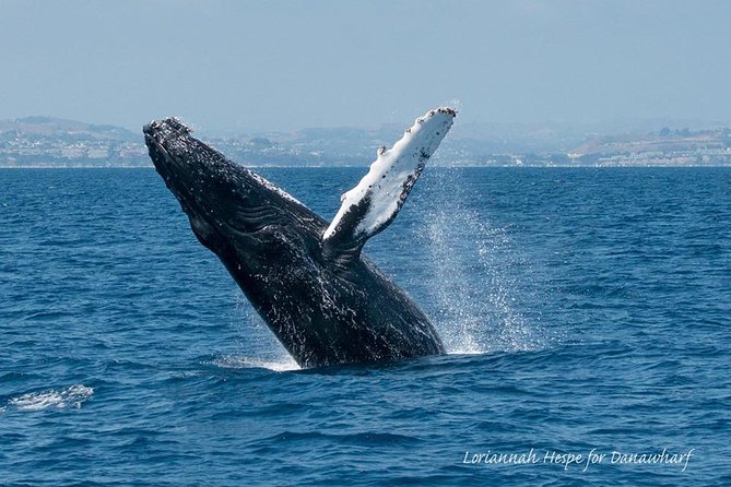 Whale Watching Excursion in Dana Point - What a $65 Dana Point whale watch really gives you