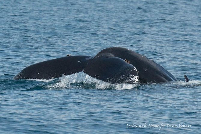 Whale Watching Excursion in Dana Point - The ride out to whale country