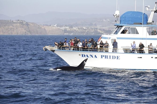 Whale Watching Excursion in Dana Point - The animals you may see off Dana Point