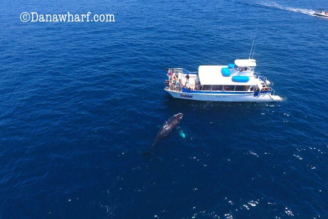 Whale Watching Excursion in Dana Point - Narration, crew help, and the learning value