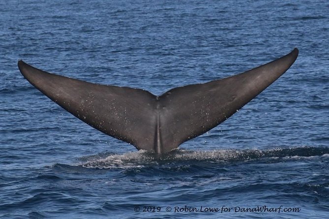 Whale Watching Excursion in Dana Point - Weather, clothing, and seasickness