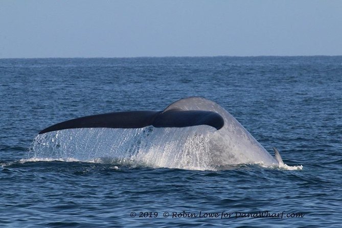 Whale Watching Excursion in Dana Point - What happens when no whale appears